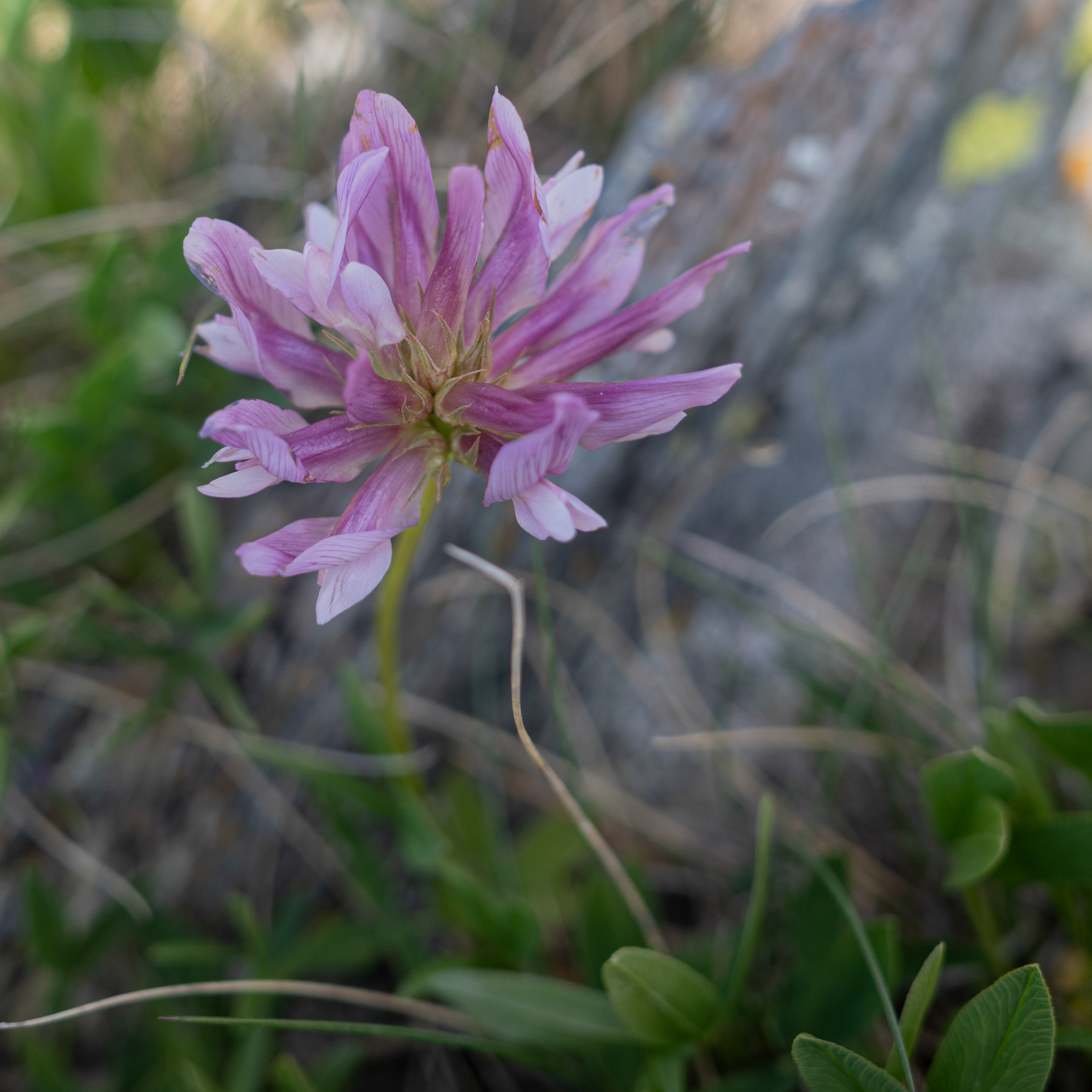 Cibercita plumieri